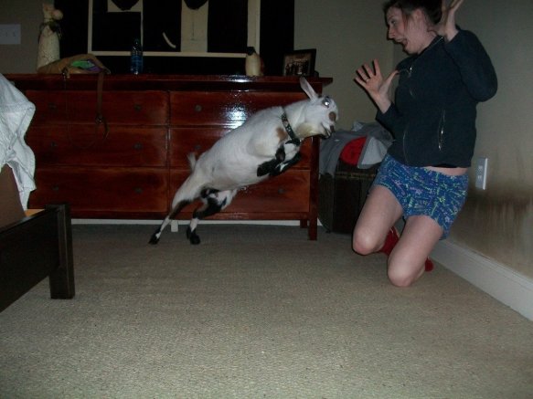 http://www.allfunnies.com/funny-goat-pictures-part-2/funny-goat-40/