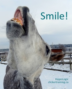 _smile_tricktraining_horse_hippologic