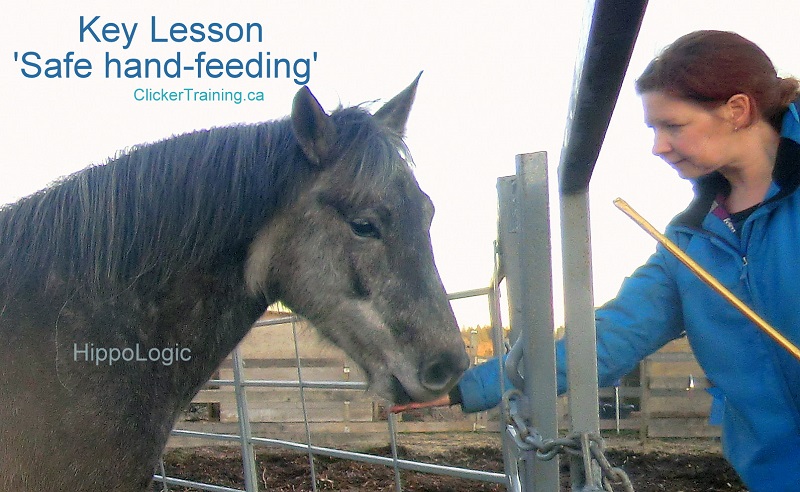 HippoLogic foundation: Key Lesson Table Manners for Horses: teach your horse safe behaviours and expectations about treats in training and food in general