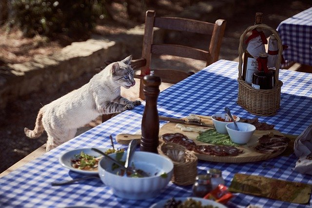 Cat stealing food from the table