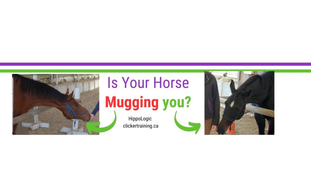 What to do if your horse is mugging you for treats or attention? Solve it with HippoLogic clickertraining.ca
