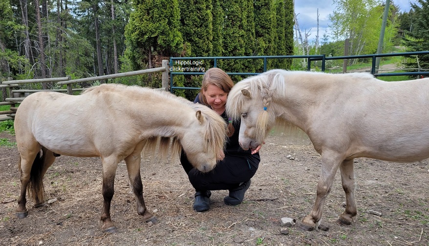 Sandra Poppema from HippoLogic with her two rescue mini horses Odin and Fionn